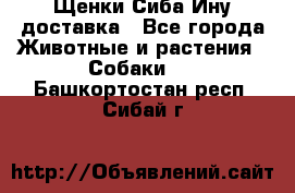 Щенки Сиба Ину доставка - Все города Животные и растения » Собаки   . Башкортостан респ.,Сибай г.